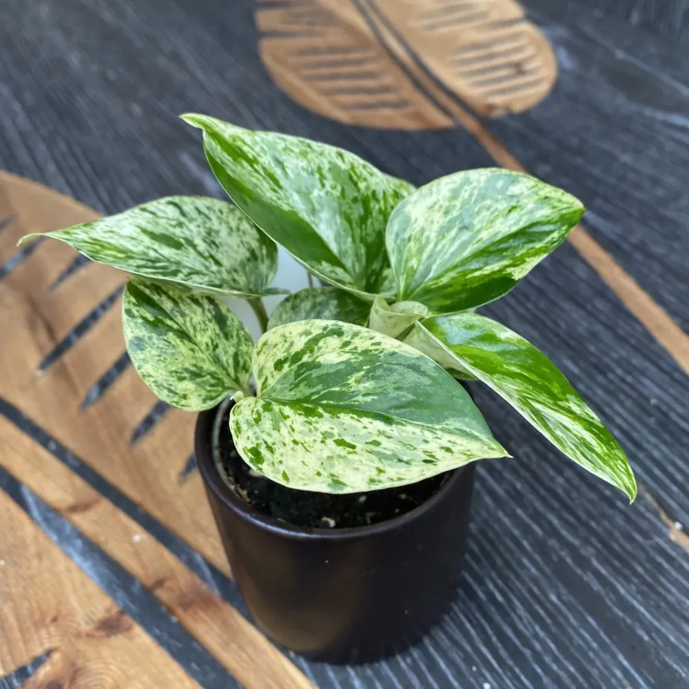 Epipremnum aureum 'Marble Queen' (babyplant)