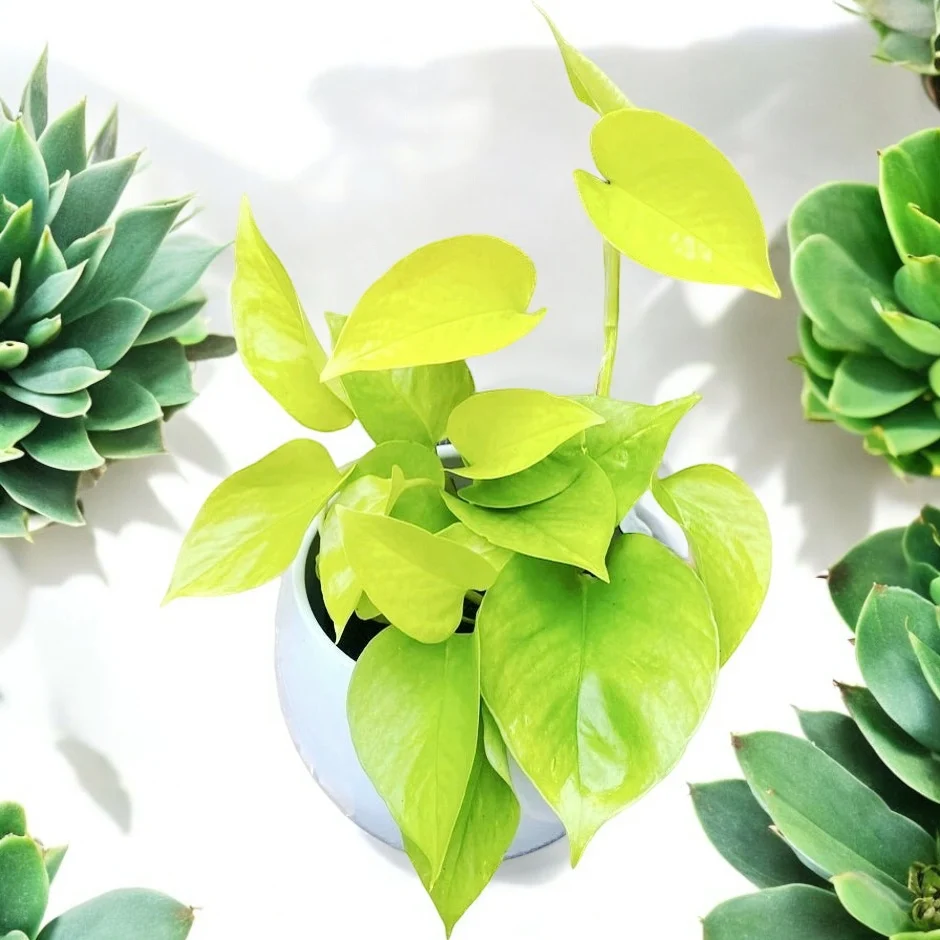 Epipremnum aureum 'Neon' (Neon Pothos) 3-4 plante/ghiveci
