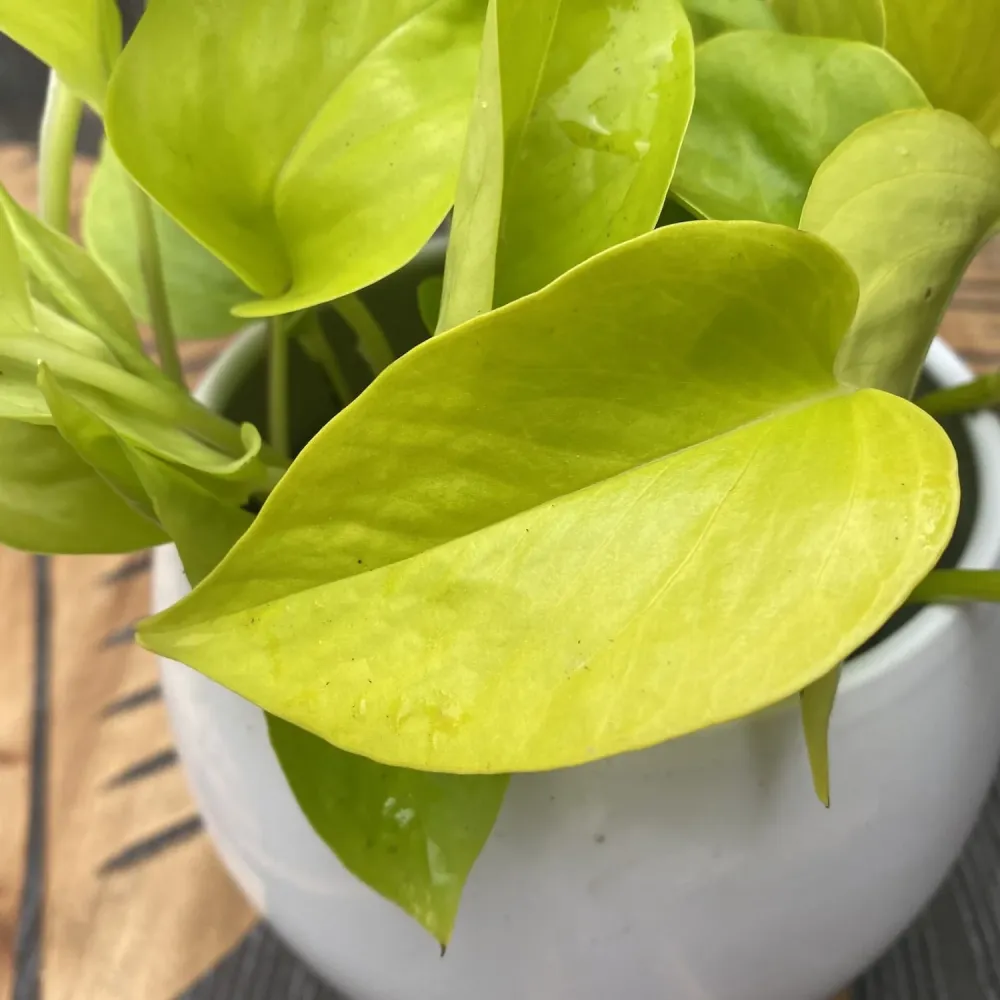 Epipremnum aureum 'Neon' (Neon Pothos) 3-4 plante/ghiveci