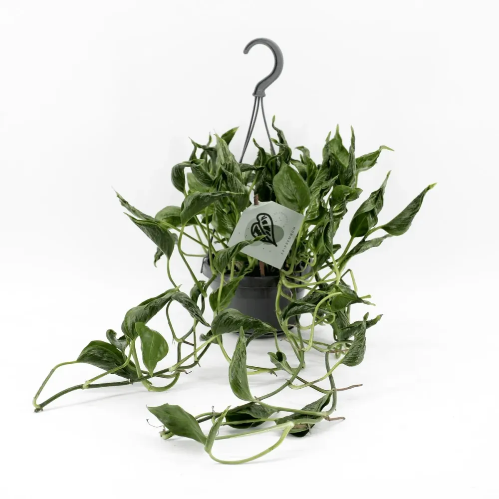 Epipremnum aureum 'Shangri La' (Pothos Godzilla) - exemplare mari 5pp