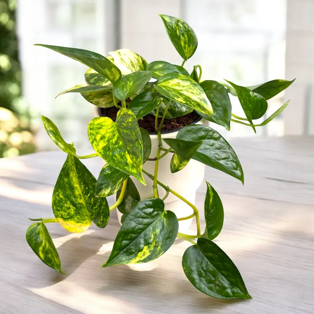 Epipremnum Churchill Gold