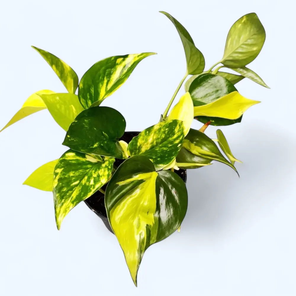 Epipremnum mix -3 varietati/ghiveci