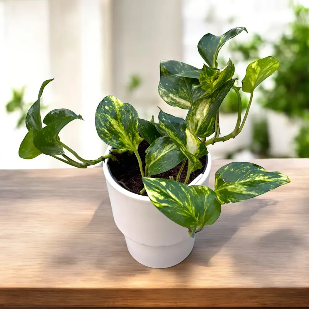 Epipremnum 'N'Joy Gold' 3-4 plante/ghiveci