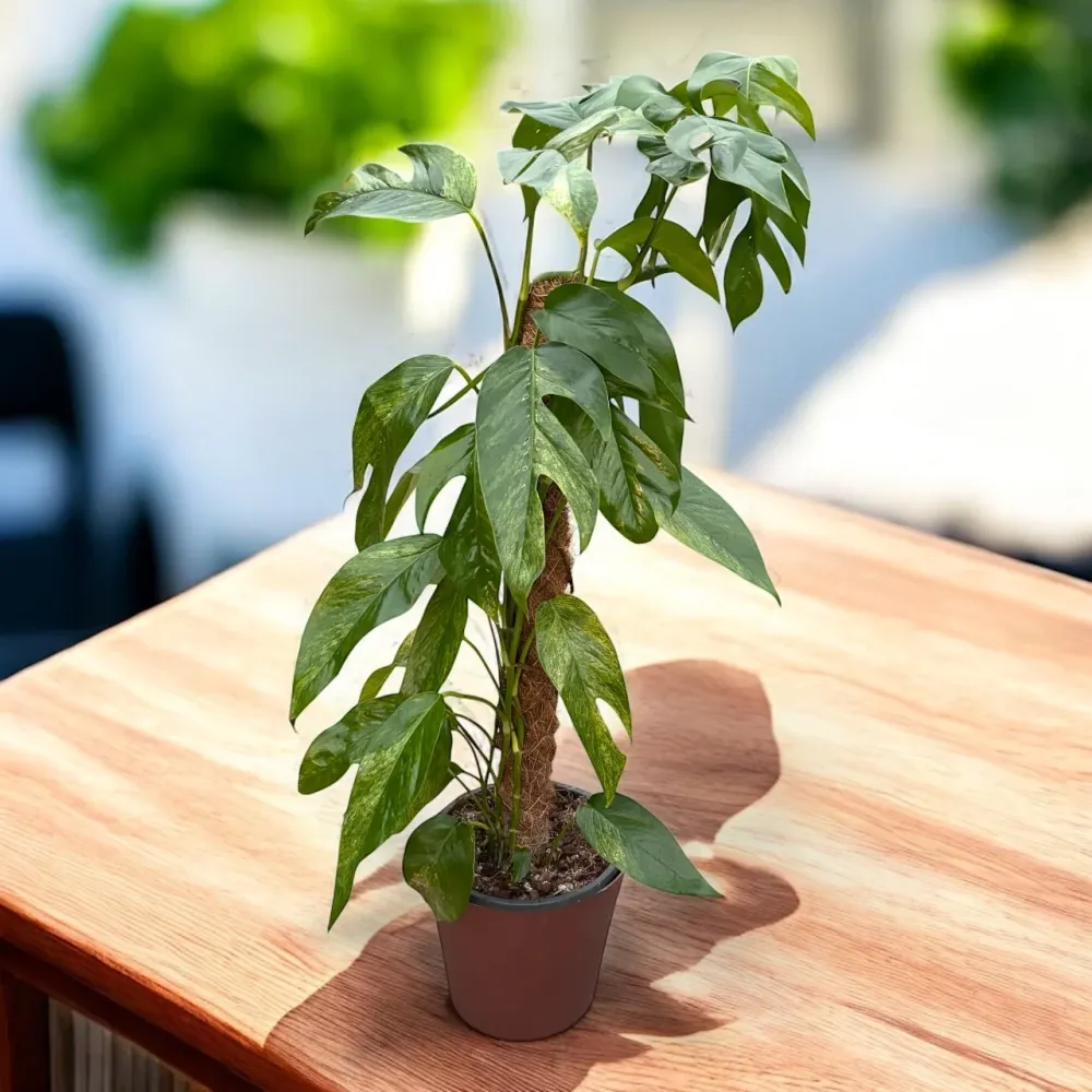 Epipremnum pinnatum ‘Baltic Blue Mint Variegata’ L - 3pp