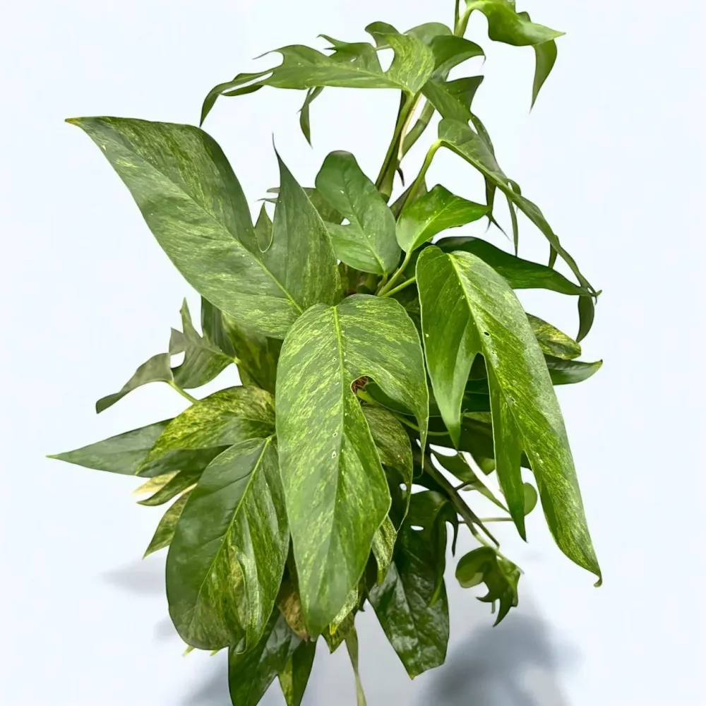Epipremnum pinnatum ‘Baltic Blue Mint Variegata’ XL