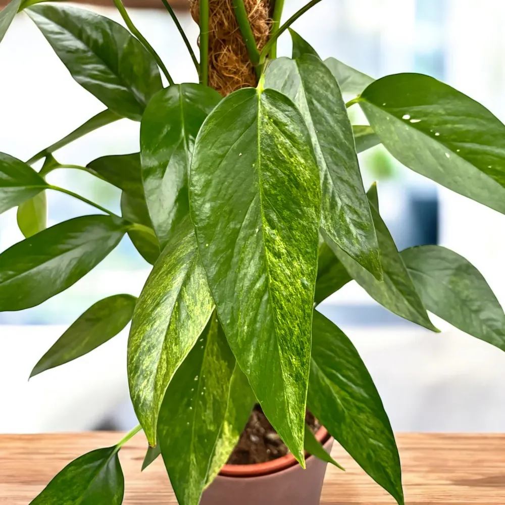 Epipremnum pinnatum ‘Baltic Blue Mint Variegata’ XL