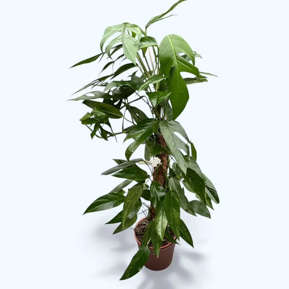 Epipremnum pinnatum ‘Baltic Blue Mint Variegata’ XL