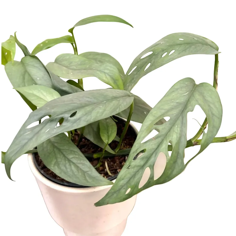 Epipremnum pinnatum ‘Cebu Blue' - planta exotica cu frunze satinate si crestere spectaculoasa