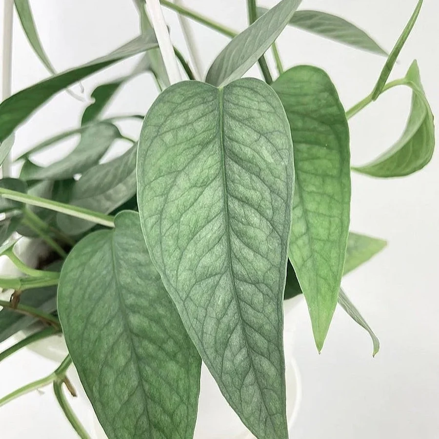 Epipremnum pinnatum ‘Cebu Blue' - planta exotica cu frunze satinate si crestere spectaculoasa