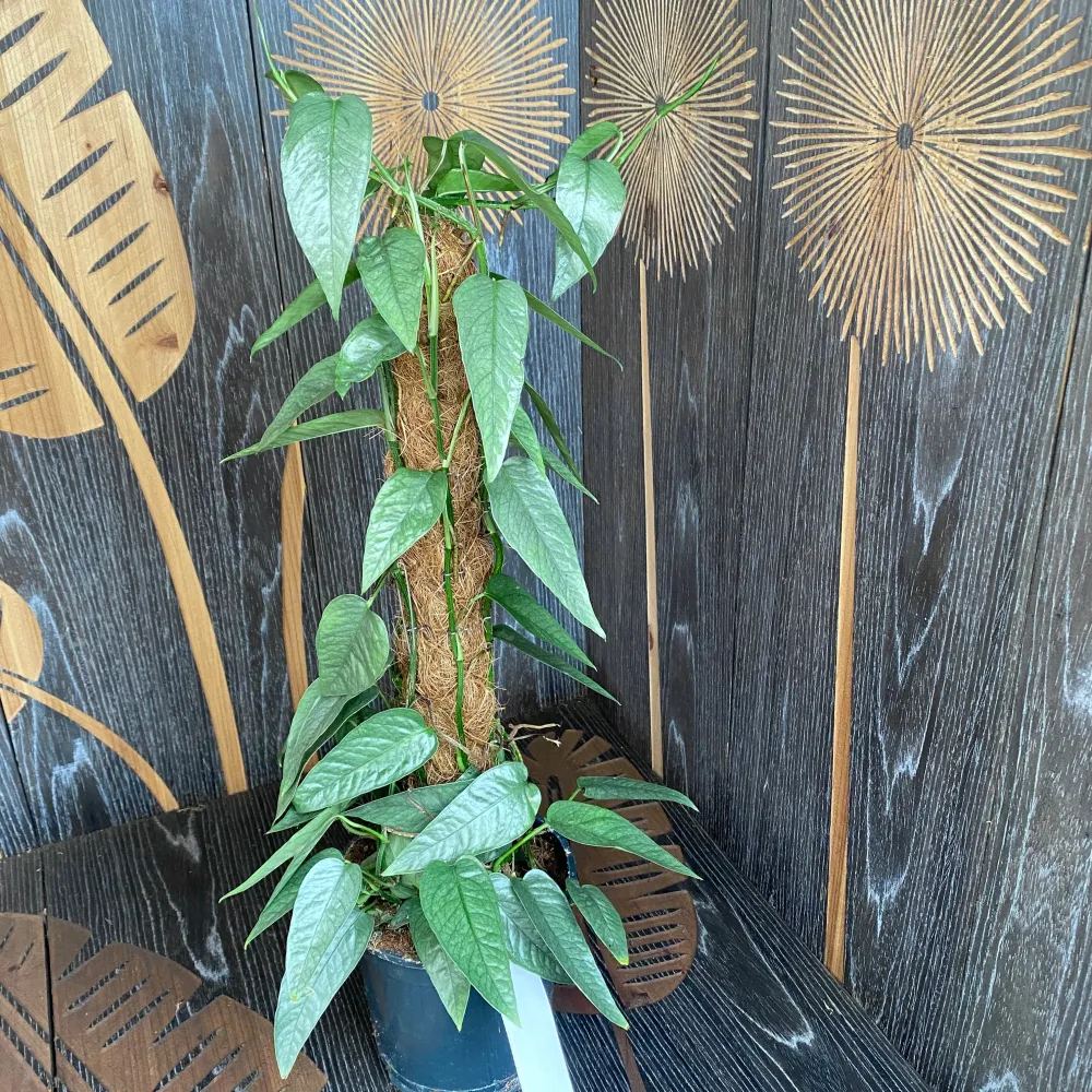 Epipremnum pinnatum ‘Cebu Blue' (silver-blue leaves) +5 plante/ghiveci