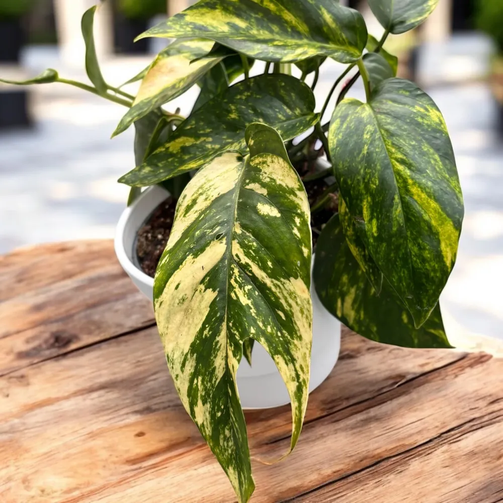 Epipremnum pinnatum ‘Cintho Goldfinger’