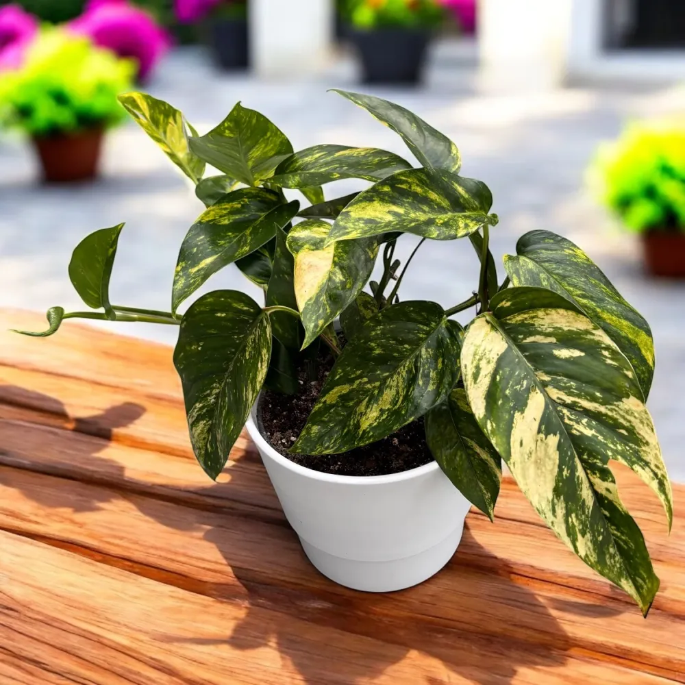 Epipremnum pinnatum ‘Cintho Goldfinger’
