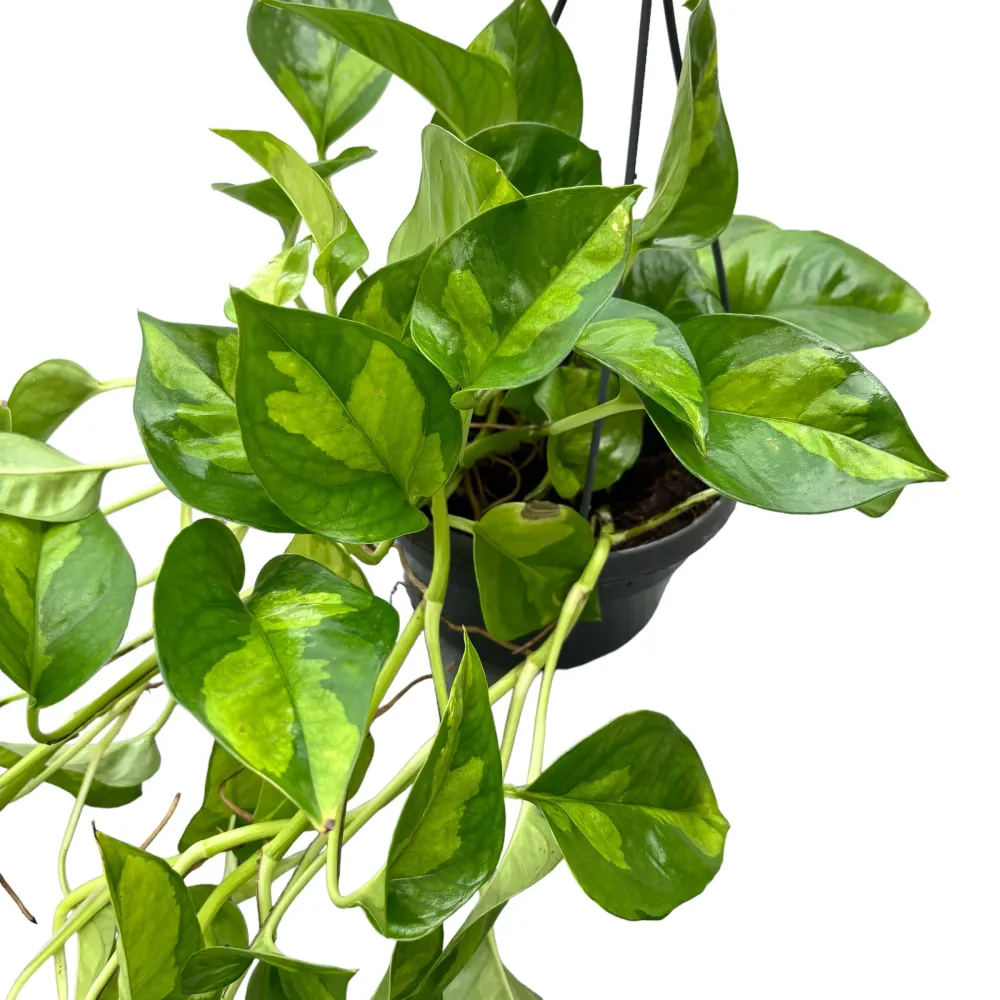Epipremnum pinnatum 'Global Green' - exemplare XL