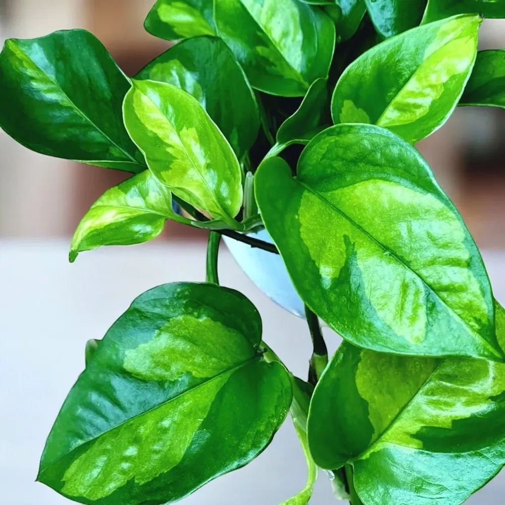 Epipremnum pinnatum 'Global Green' (3-4 plante/ghiveci)