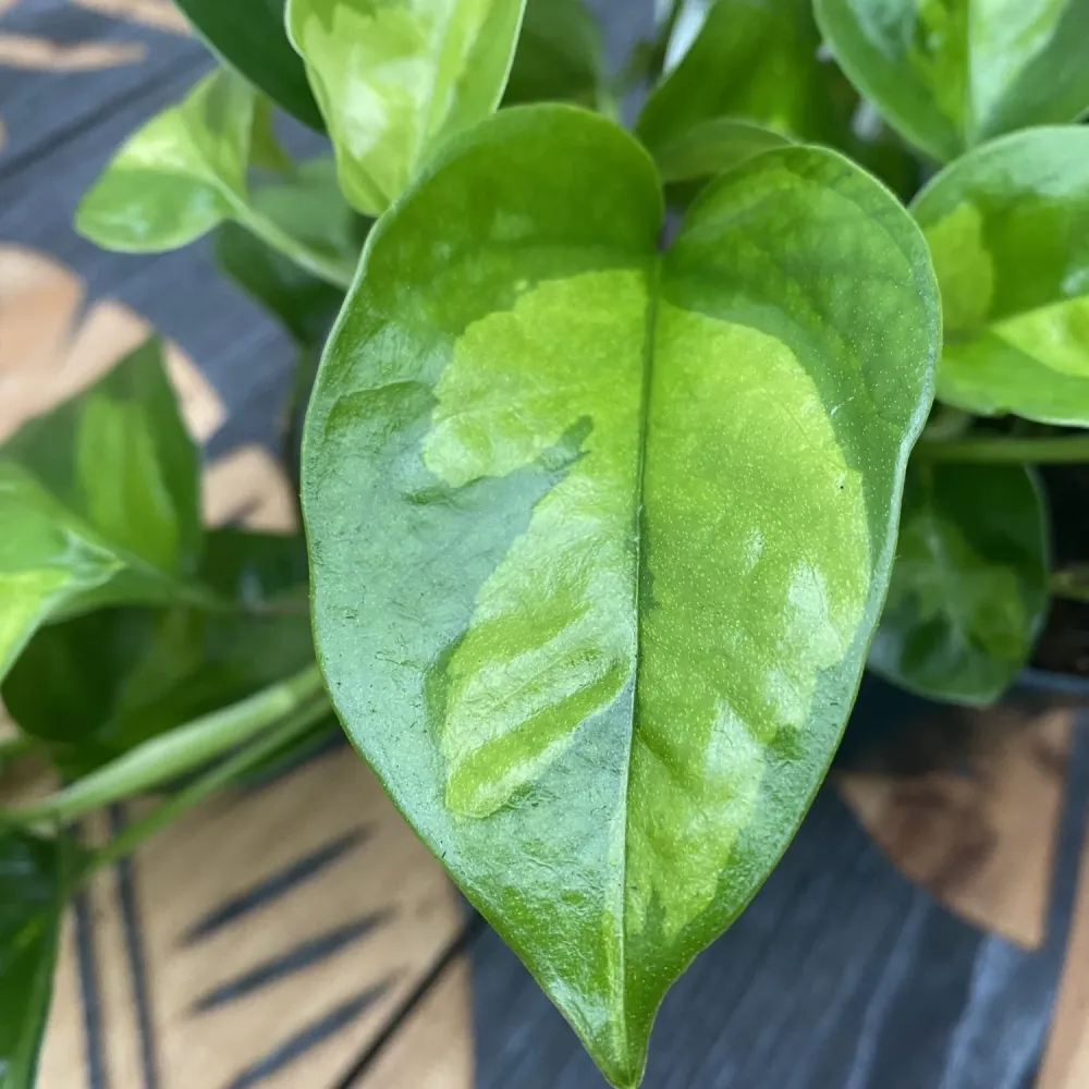 Epipremnum pinnatum 'Global Green' (3-4 plante/ghiveci)