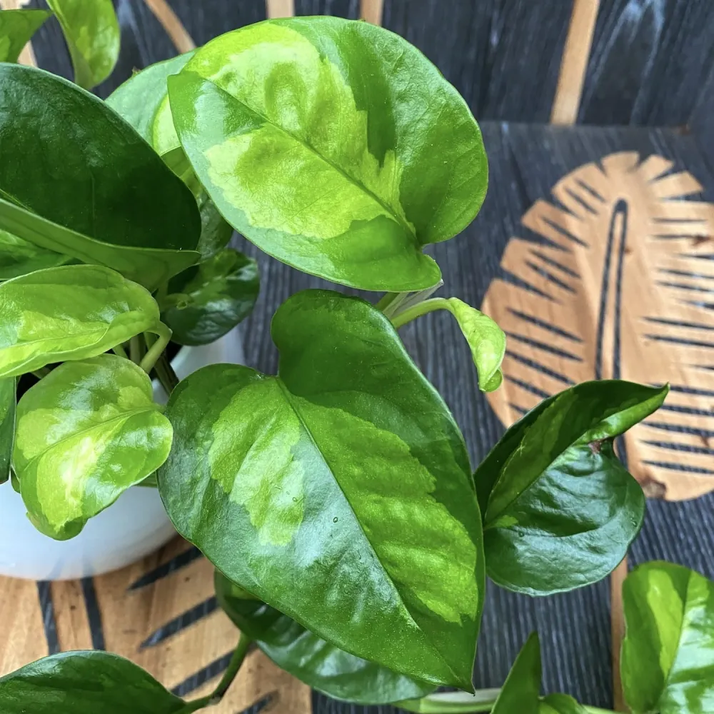 Epipremnum pinnatum 'Global Green' (3-4 plante/ghiveci)