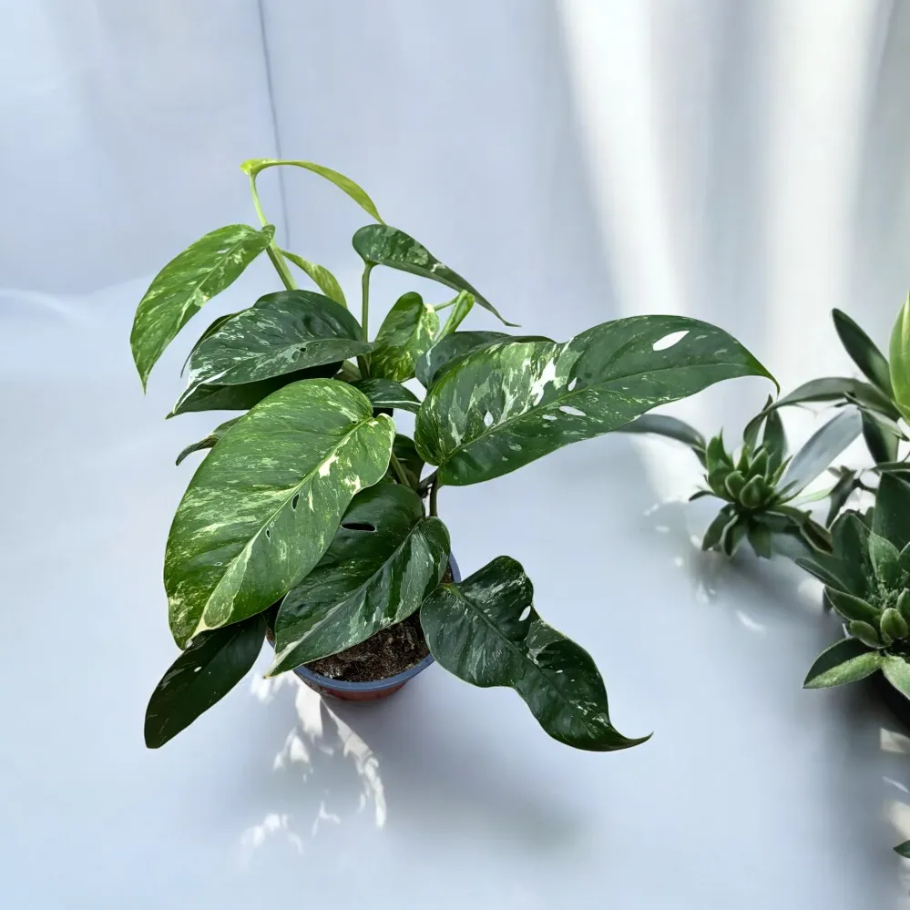 Epipremnum Pinnatum variegated 3 plante/ghiveci