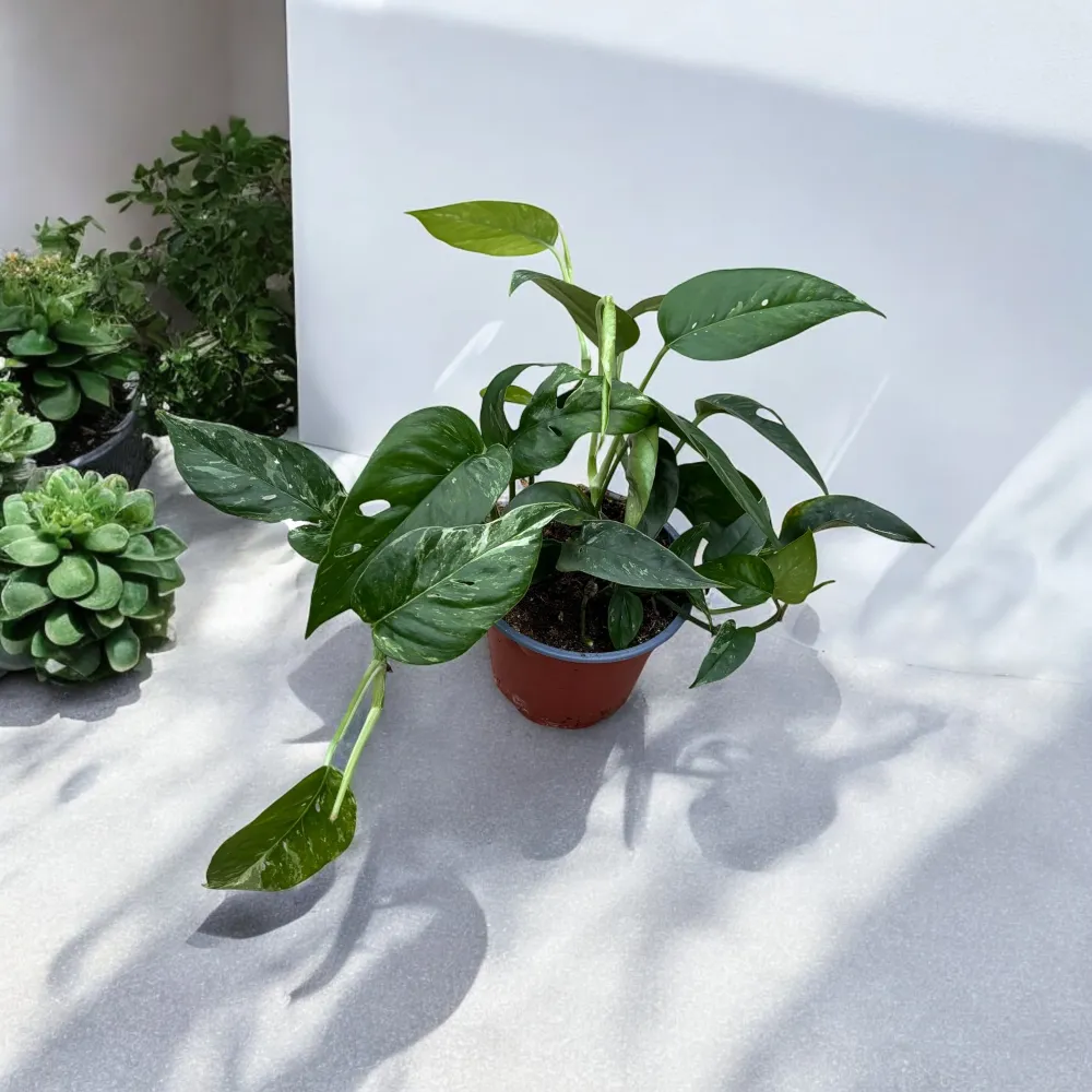 Epipremnum Pinnatum variegated 3 plante/ghiveci