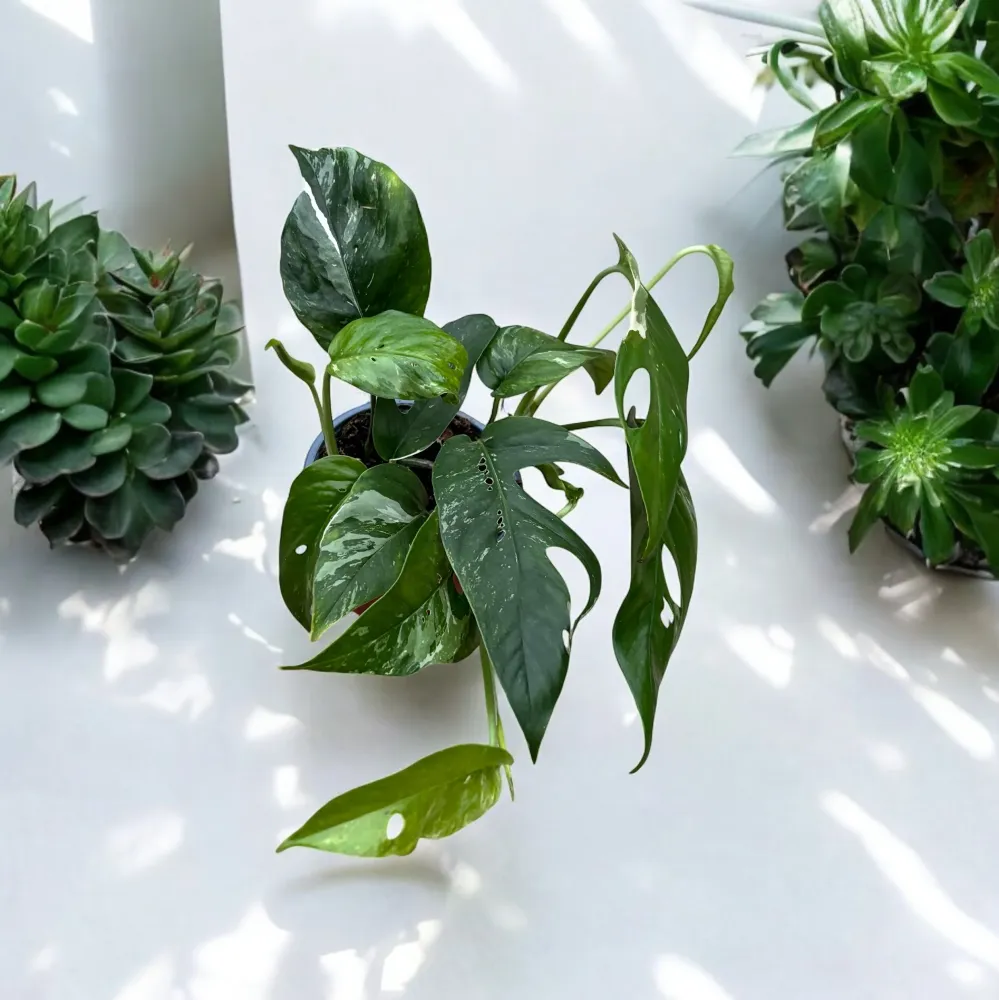 Epipremnum Pinnatum variegated 3 plante/ghiveci