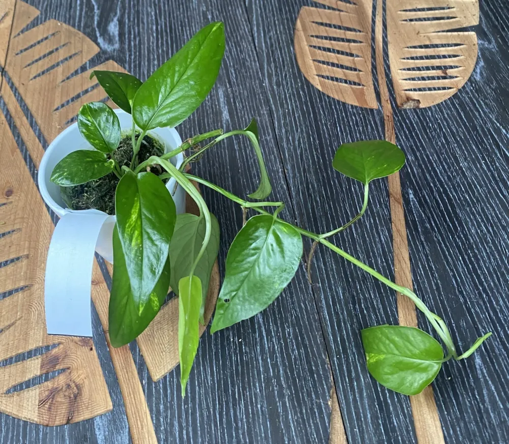 Epipremnum Pinnatum 'Yellow Variegated' (Aurea, Yellow Variegation)