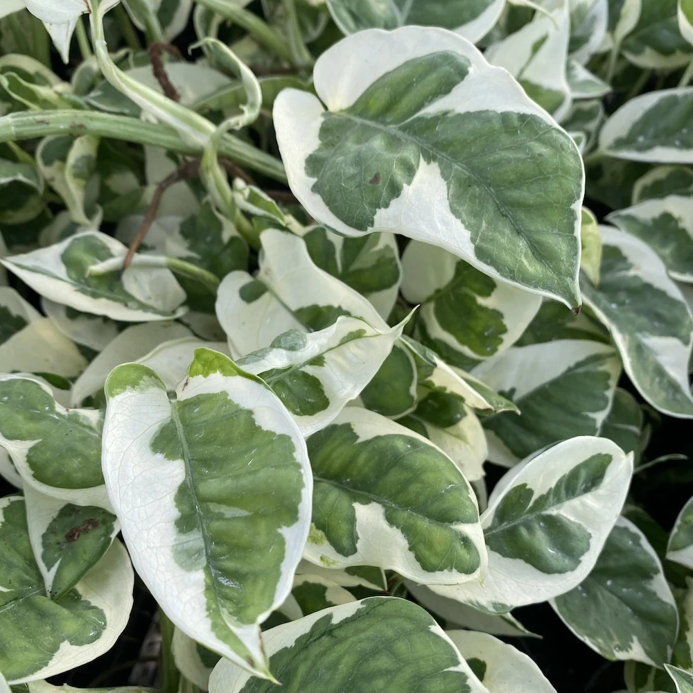 Epipremnum (Scindapsus) aureum 'N'joy' (babyplant)