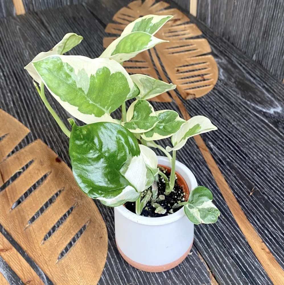 Epipremnum (Scindapsus) aureum 'N'joy' (babyplant)