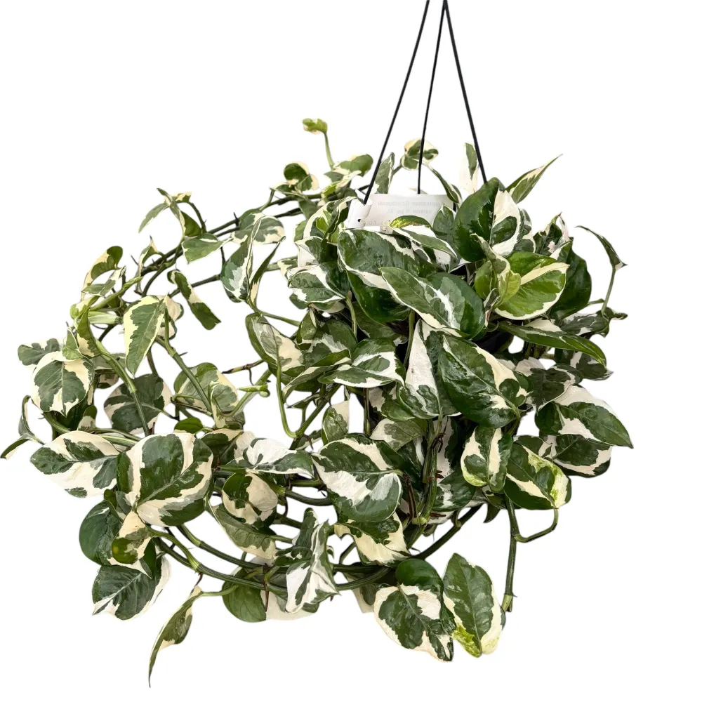 Epipremnum (Scindapsus) aureum 'N'joy' - exemplare XXL