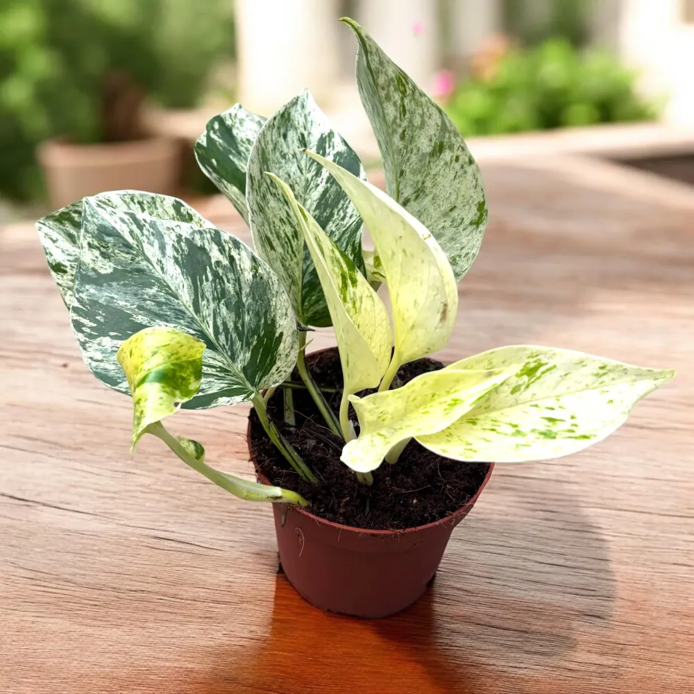 Epipremnum ‘Snow Leopard’