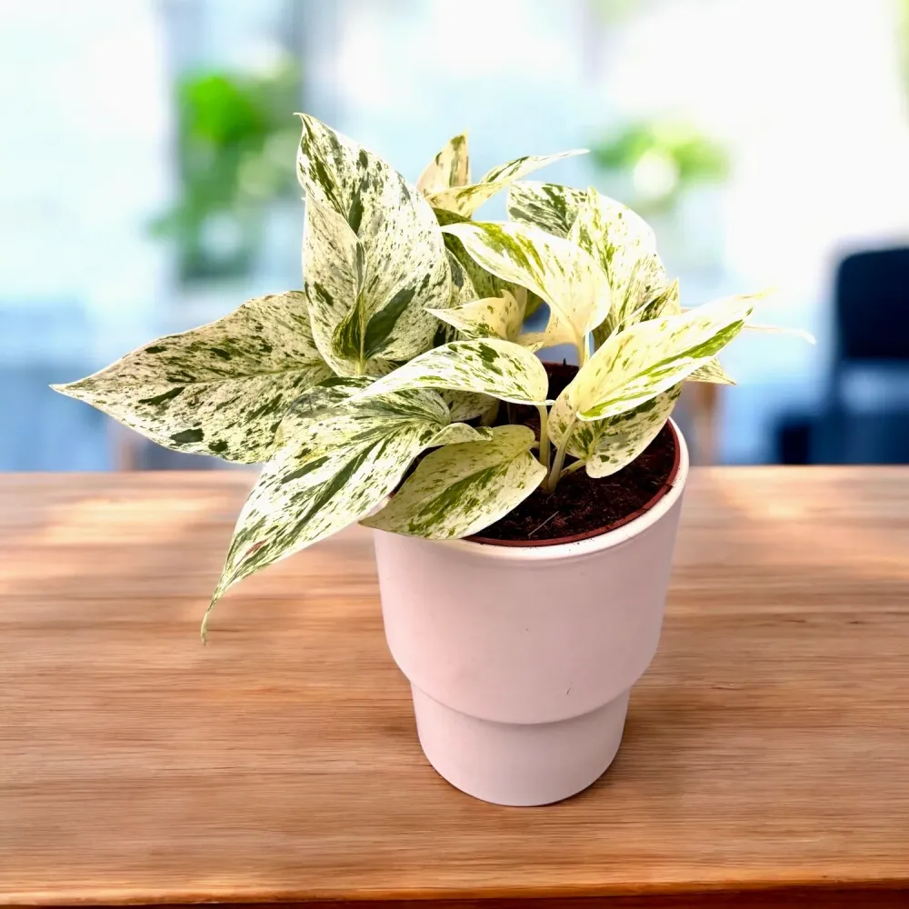 Epipremnum ‘Snow Leopard’