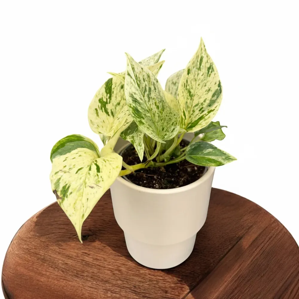 Epipremnum ‘Snow Leopard’
