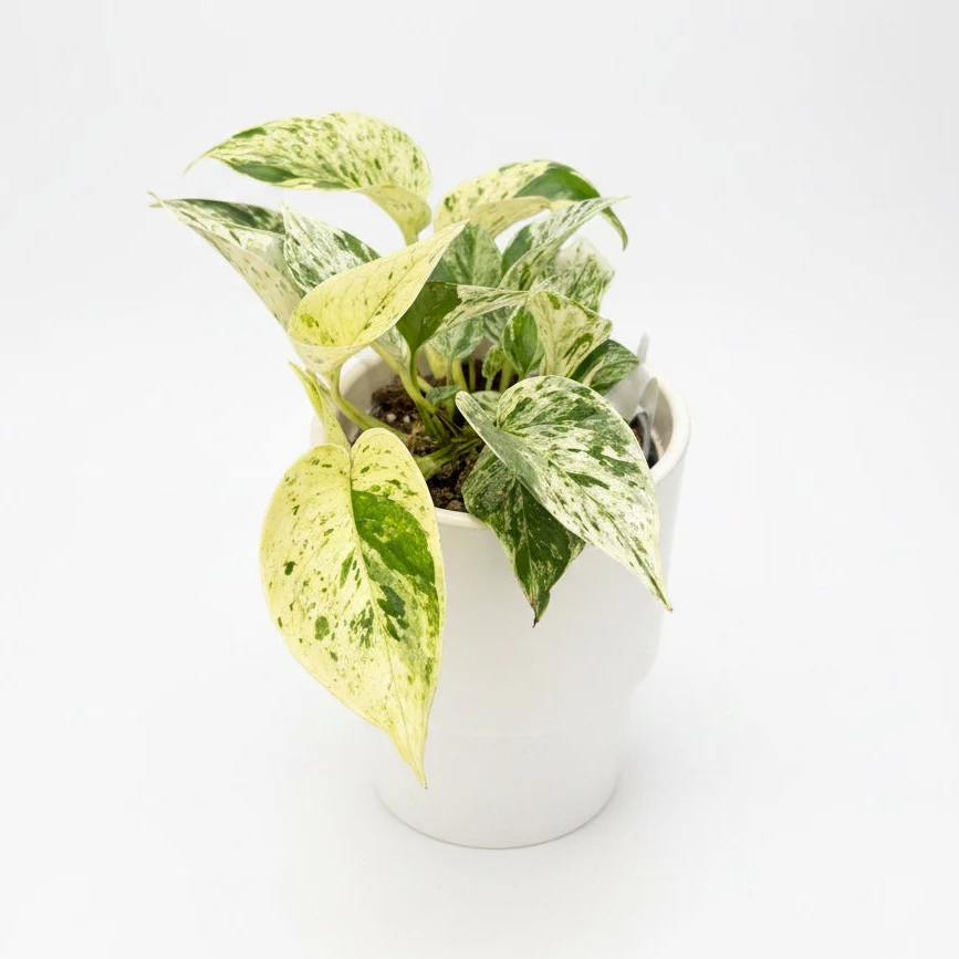 Epipremnum ‘Snow Leopard’