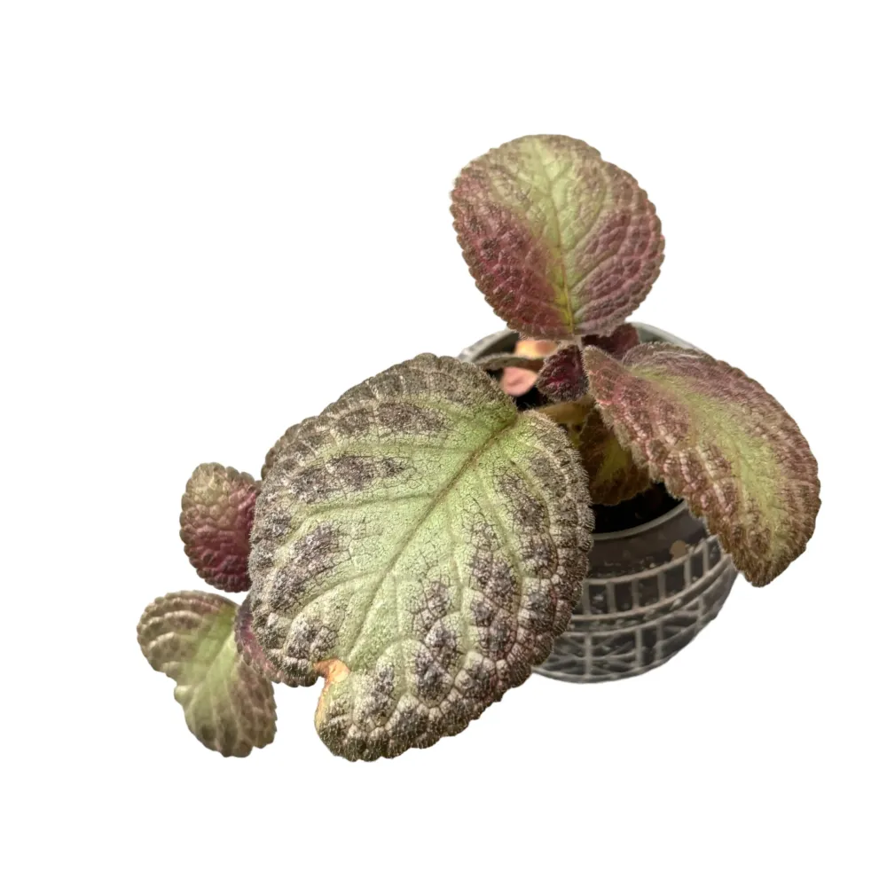 Episcia cupreata 'Acajou' (babyplant)