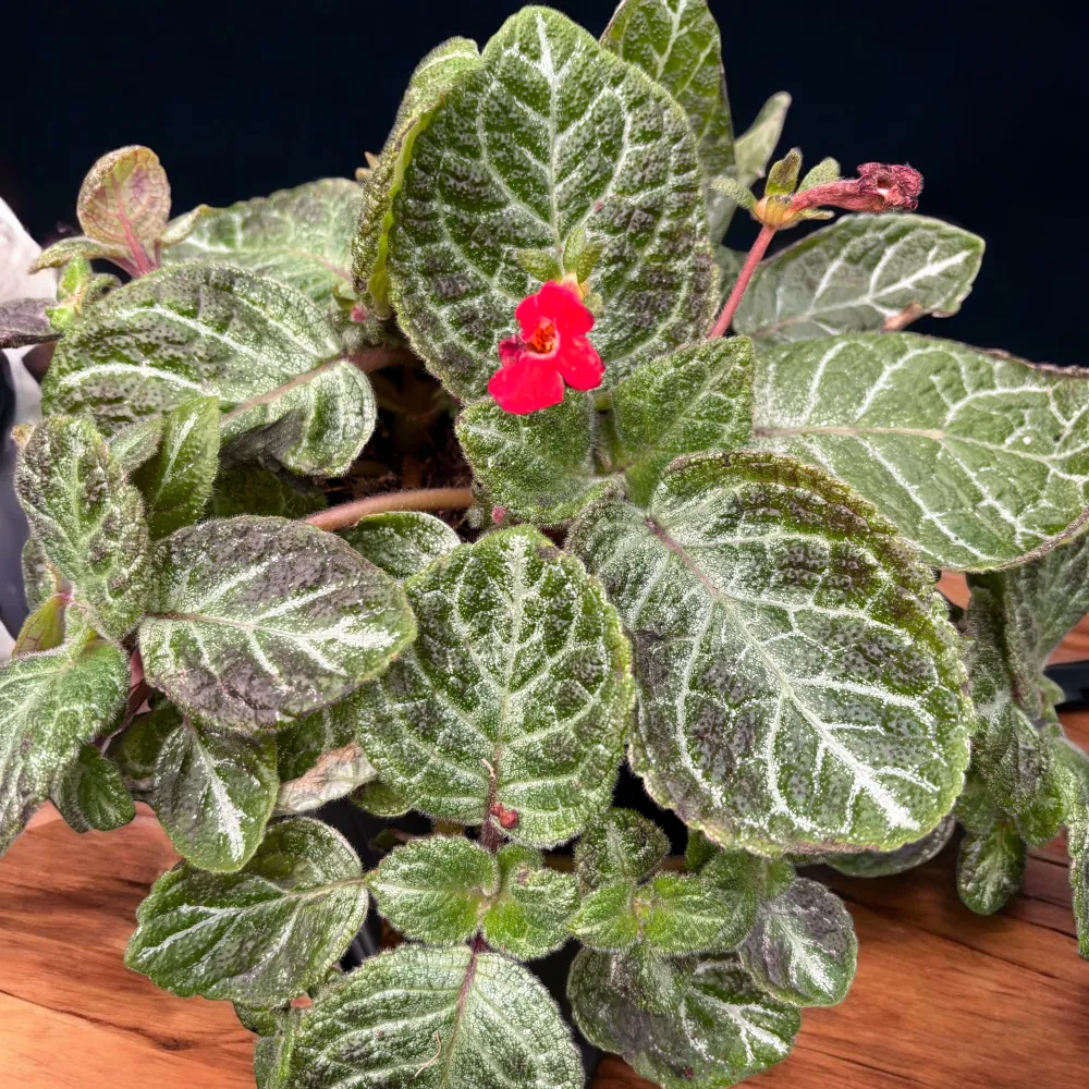 Episcia cupreata 'Aloha Mauna Loa'