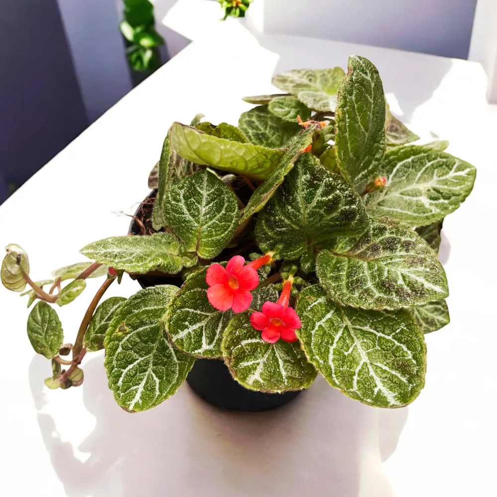 Episcia cupreata 'Aloha Mauna Loa'