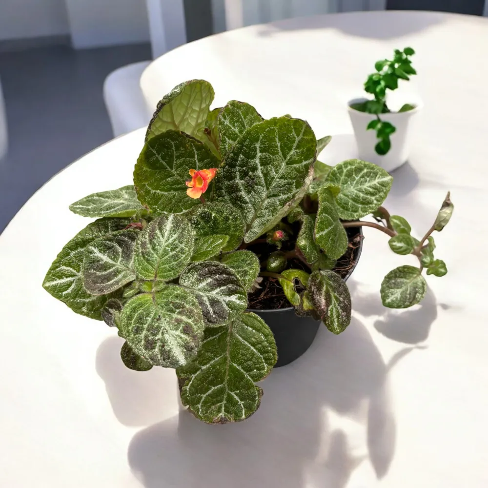 Episcia cupreata 'Aloha Mauna Loa'