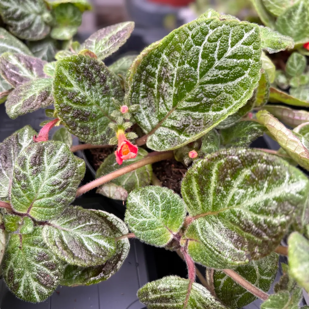 Episcia cupreata 'Aloha Mauna Loa'