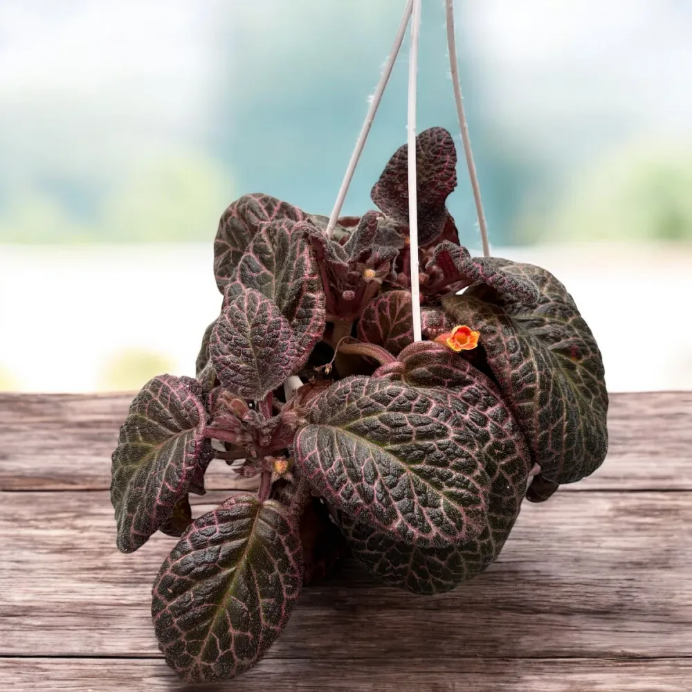 Episcia cupreata 'Country Brilliance'