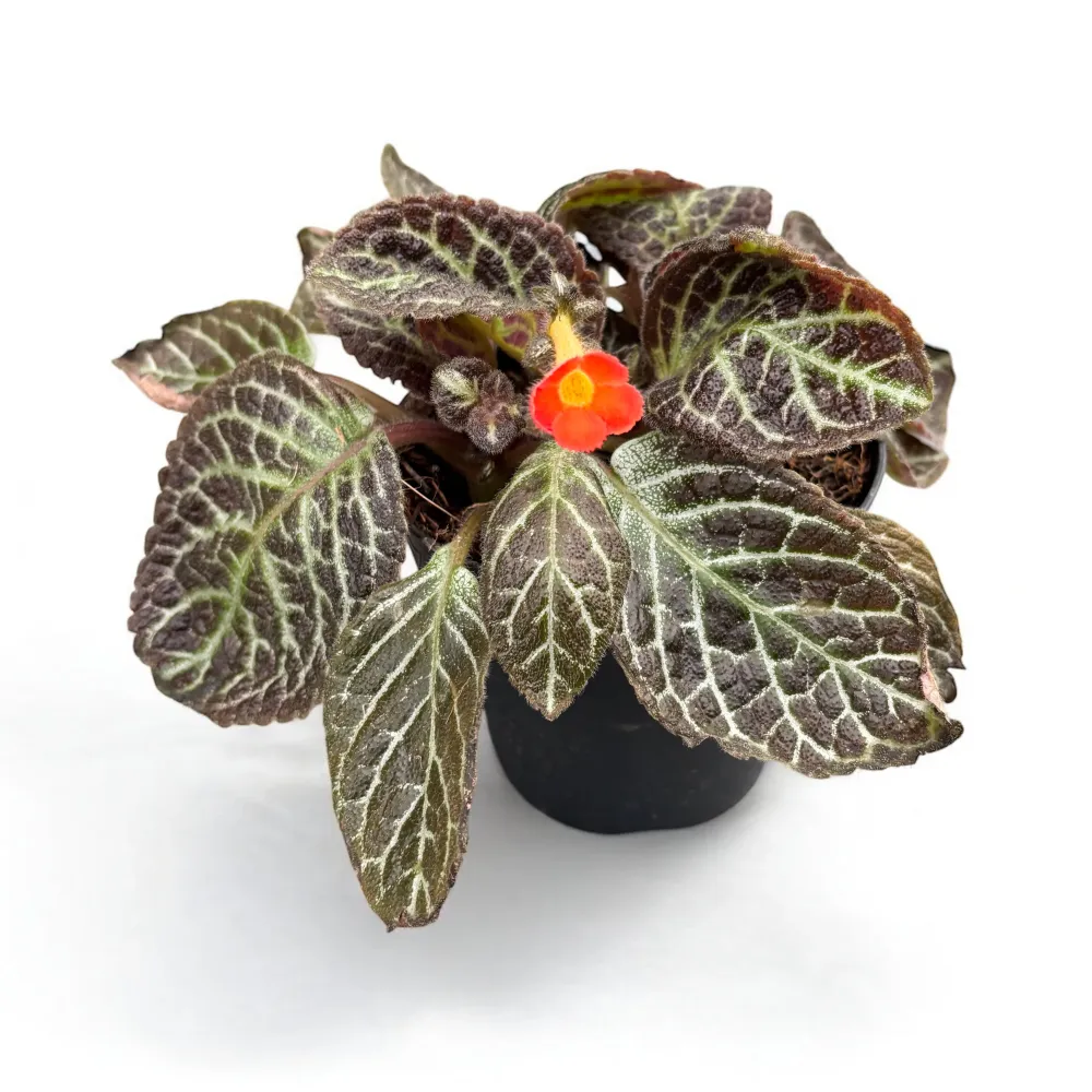 Episcia cupreata 'Karlyn'