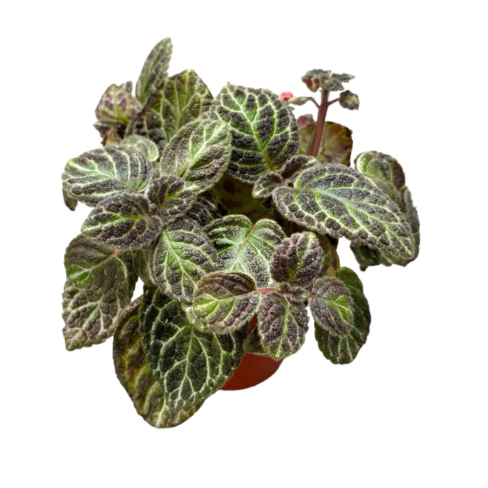 Episcia cupreata 'Karlyn'