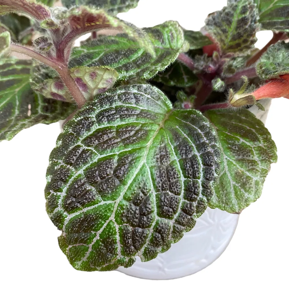Episcia cupreata 'Karlyn'