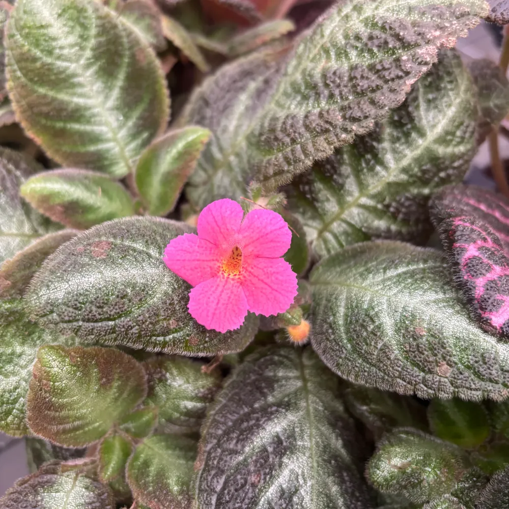 Episcia cupreata 'Neon Suprise'