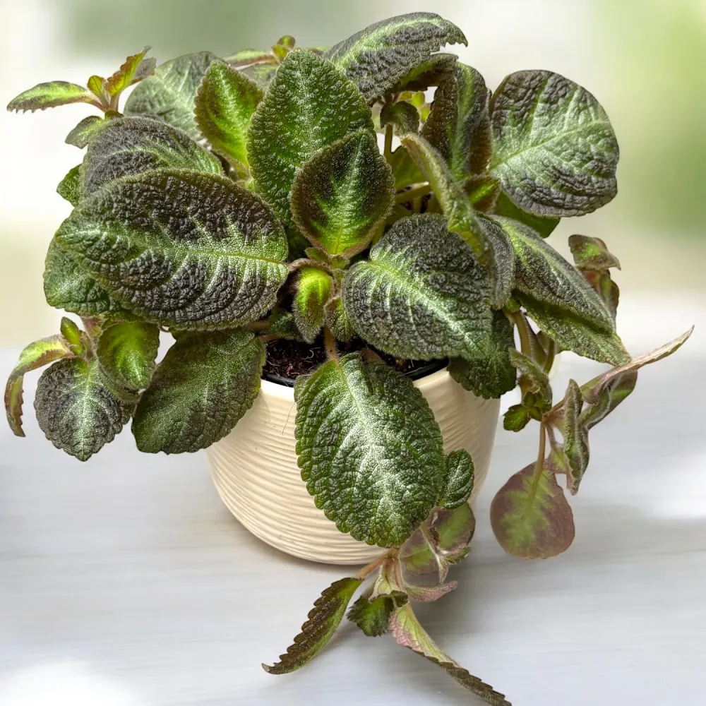Episcia cupreata 'Neon Suprise'