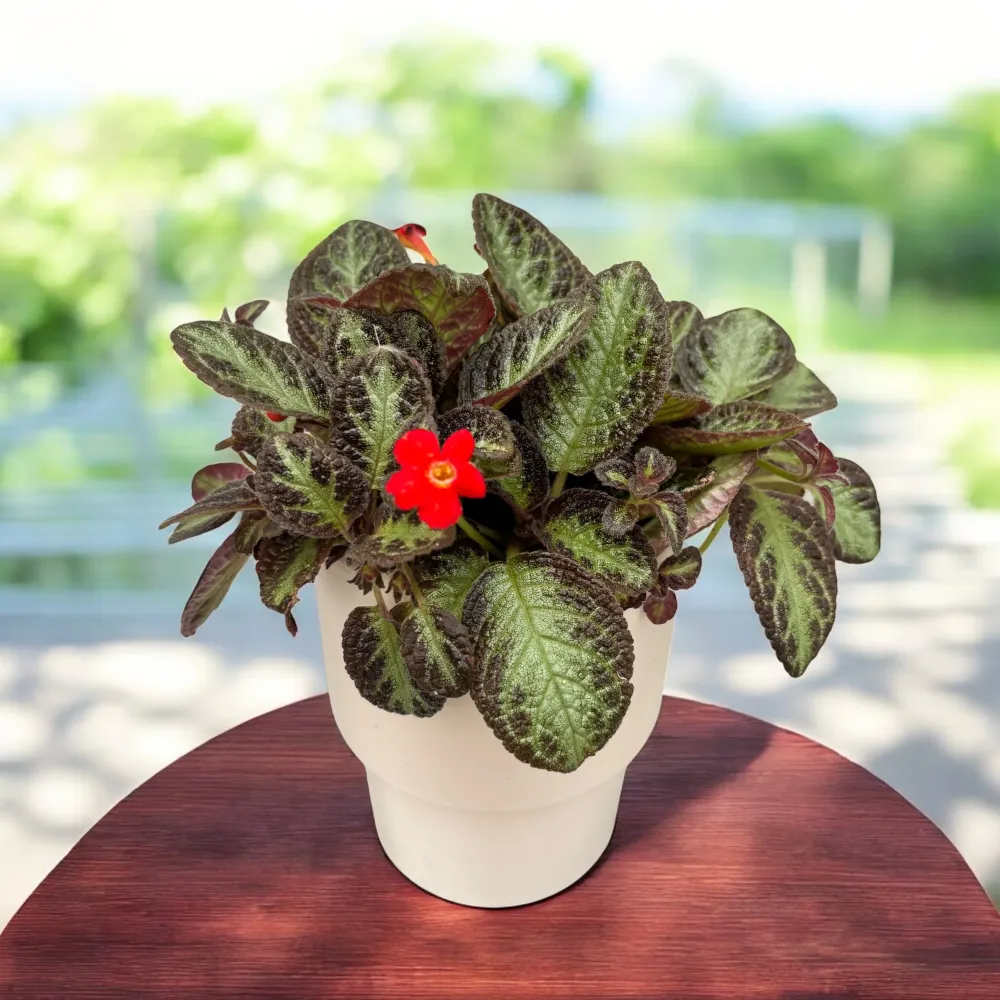 Episcia cupreata ‘Silver Screen’