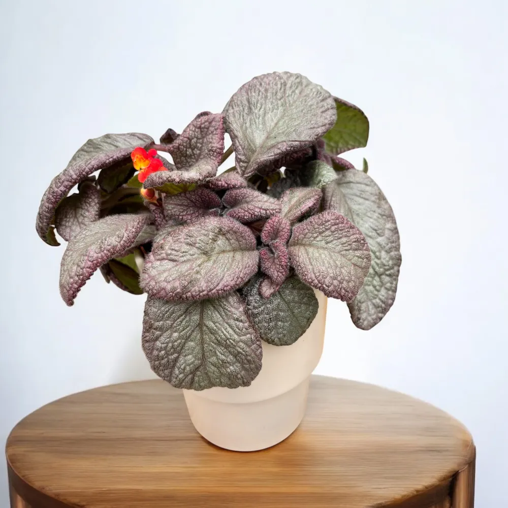 Episcia ‘Joy Sweet Pink’