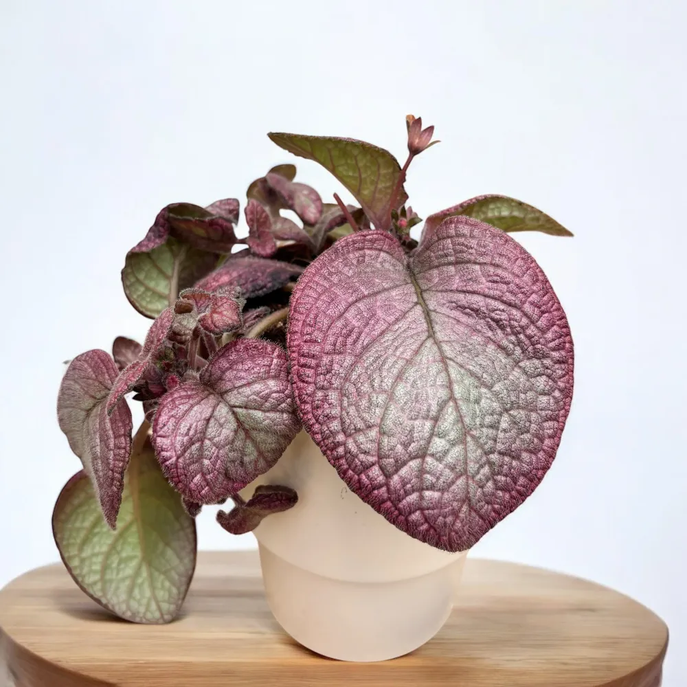 Episcia ‘Malayan Gem’