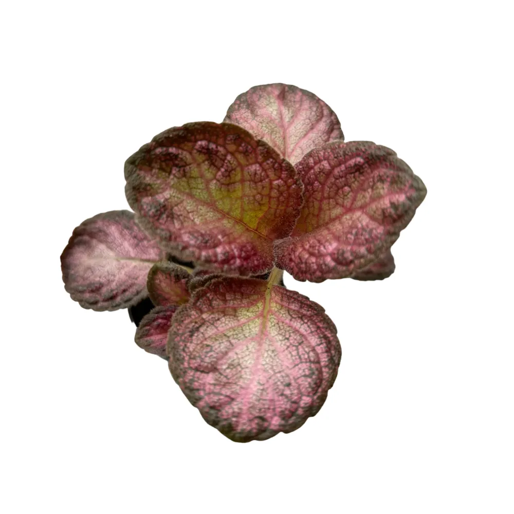 Episcia Malayan Gem (babyplant)