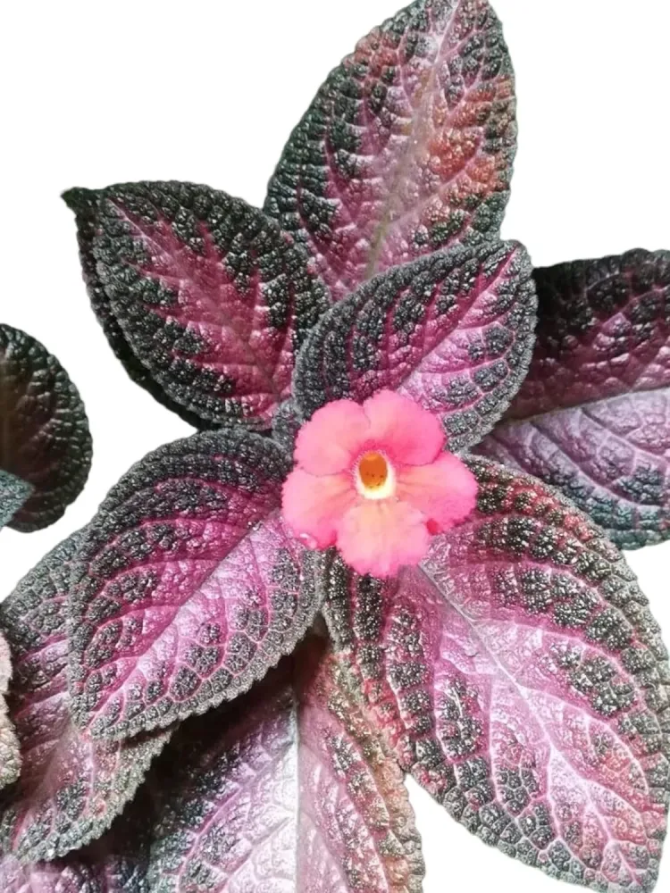Episcia Malayan Gem (babyplant)