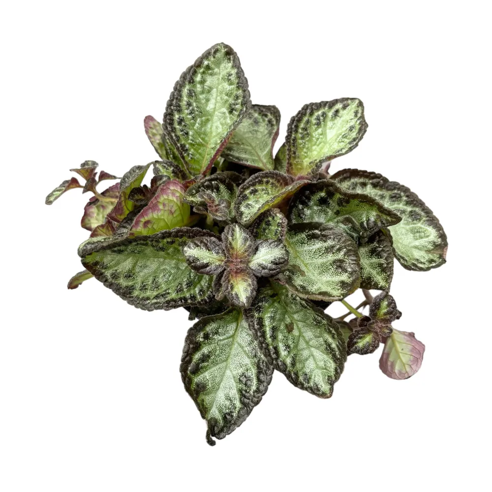 Episcia Red Devil