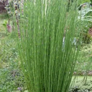 EQUISETUM FLUVIATILE