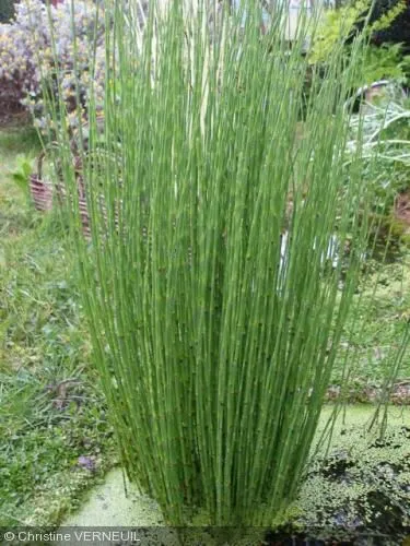 EQUISETUM FLUVIATILE